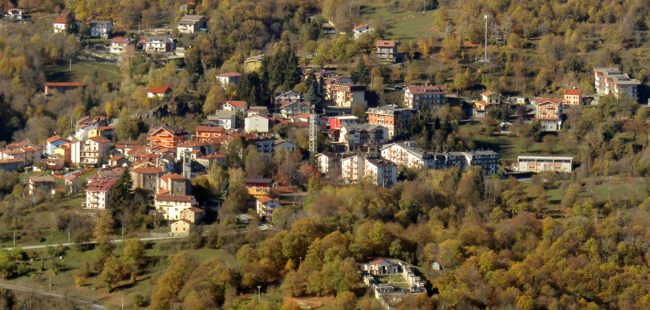 Viola